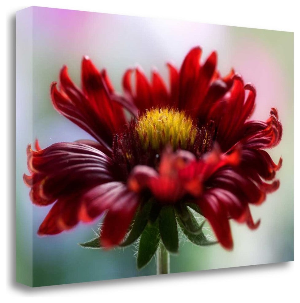 "Flame" By Mandy Disher, Giclee Print on Gallery Wrap Canvas, Ready to Hang