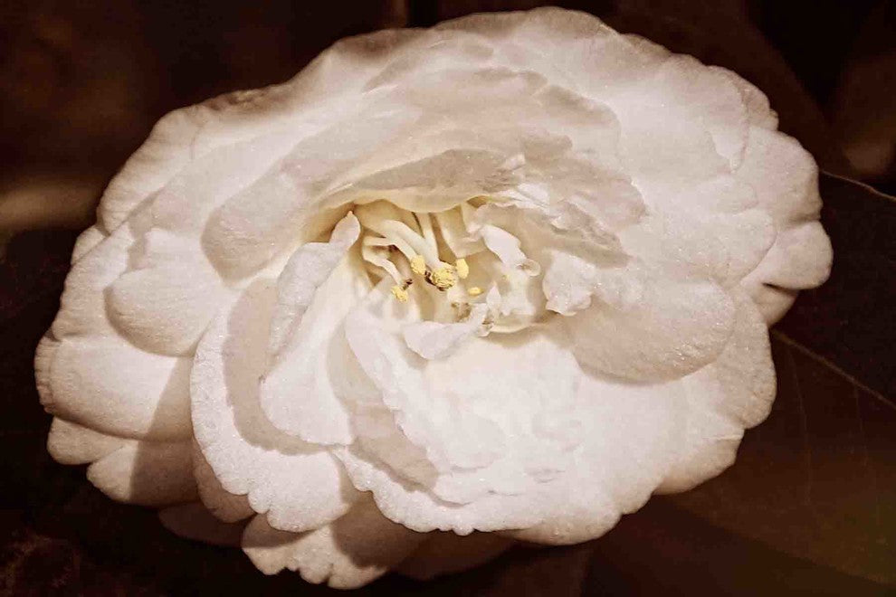 "White and Willing in Sepia" Painting Print on Canvas by Robertson
