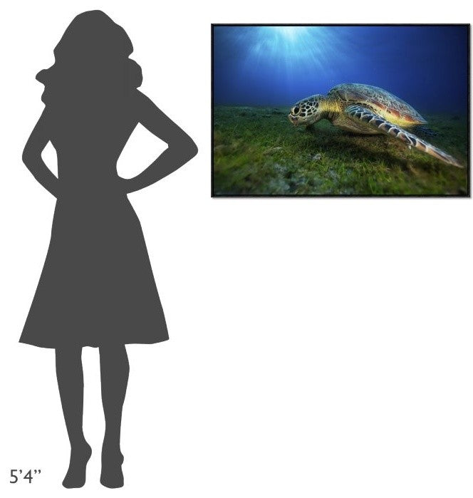 "Green Turtle" Framed Canvas Giclee by Barathieu Gabriel, 37x25"
