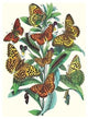 Butterflies: A. Dia, A. Lathonia, Et Al.- Gallery Wrapped Canvas Art 28" x 42"