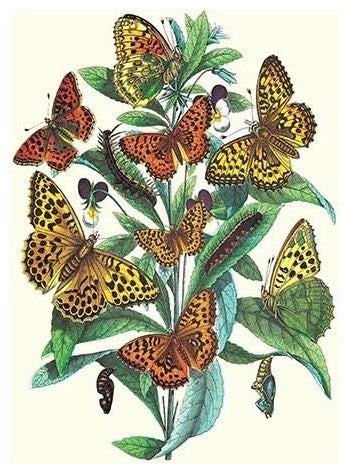 Butterflies: A. Dia, A. Lathonia, Et Al.- Gallery Wrapped Canvas Art 28" x 42"