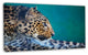 Vigilant Leopard Close Up View, Extra Large African Canvas Art Print, 32"x16"