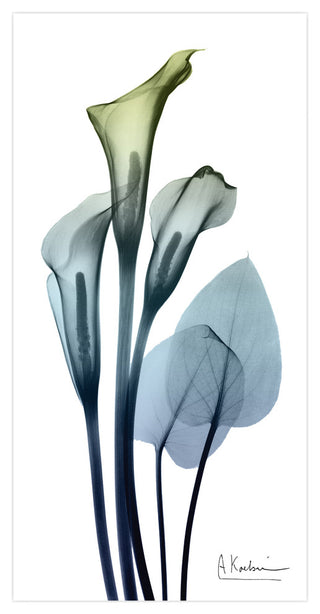 "Calia Lily" Frameless Free Floating Panel Graphic Wall Art, 24"x48"