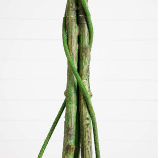Close-up of trunk/branch area on white background.