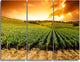 "Sunset Vineyard Panorama" Metal Landscape, 3 Panels, 36"x28"