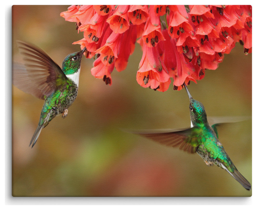 Hummingbirds Reddish-Orange Flowers Animal Wildlife Photo Canvas Wall Art Print, 16" X 20"
