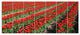 Rows of Red Tulip Flowers, Floral Canvas Art print, 83"x32", 7 Panels