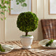 Boxwood Single 9" Diameter Ball Topiary In Pot