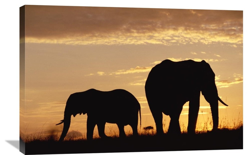"African Elephant Mother And Calf Silhouetted At Sunset, Kenya" Artwork