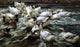 Alexander Koester Ducks in a Pond, 18"x27" Wall Decal