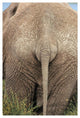 "African Elephant butt, Africa" Digital Paper Print by Tim Fitzharris, 14"x20"