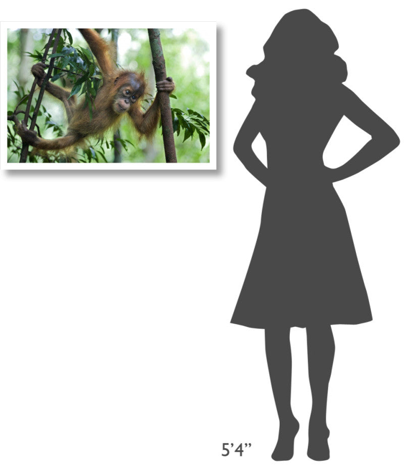 "Sumatran Orangutan baby playing in tree, north Sumatra" Paper Art, 32"x22"