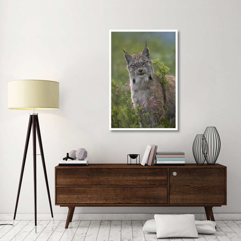 "Canada Lynx portrait, North America" Paper Print by Tim Fitzharris, 34"x50"