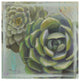 Wellington Studio ''Succulents Ii'' Canvas Art, 24"x24"