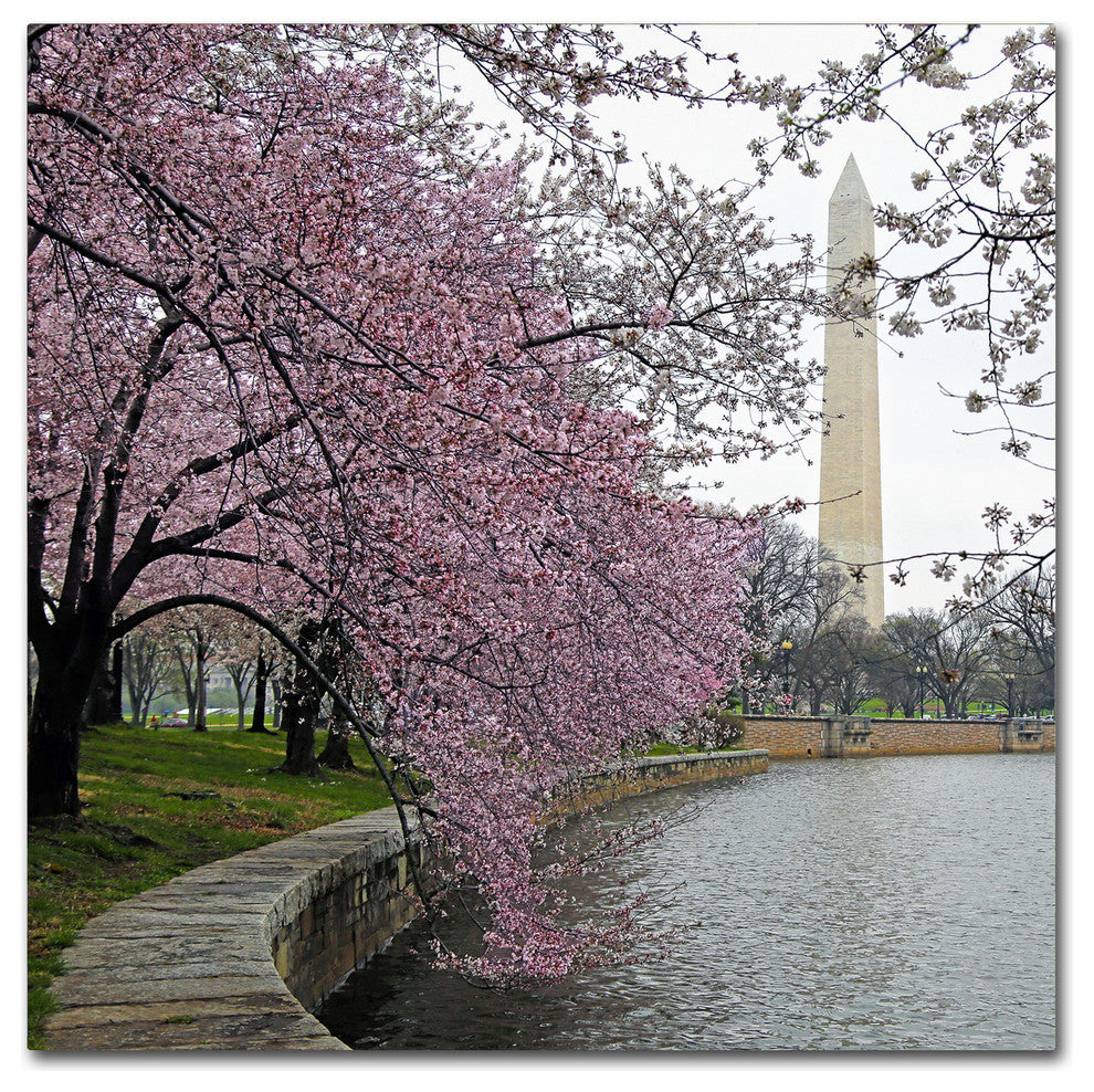 CATeyes 'Washington Blossoms' Canvas Art, 24x24