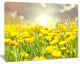 Sunny Meadow with Yellow Flowers, Floral Canvas Art Print, 40"x30"