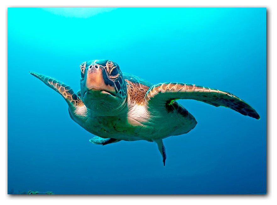 Ready2hangart Christopher Doherty Photography 'Turtle' Canvas Wall Art