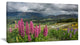 Flowering Landscape of New Zealand, Landscape Canvas Art Print, 32"x16"