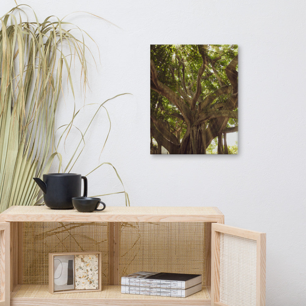 Banyan Tree With Glory Rays of Sunlight Botanical Photo Canvas Print, 16" X 20"