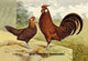 Gold Pencilled Hamburghs- Canvas Poster 20" x 30"