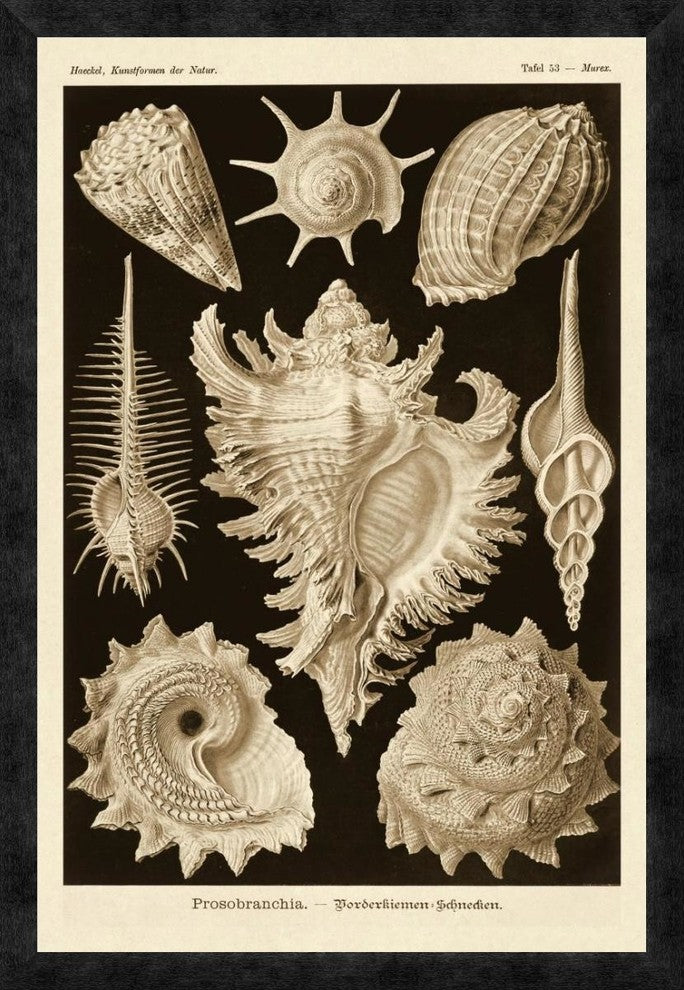 Haeckel Nature Illustrations: Gastropods - Sepia Tint, 22"X32"
