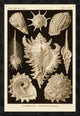 Haeckel Nature Illustrations: Gastropods - Sepia Tint, 22"X32"