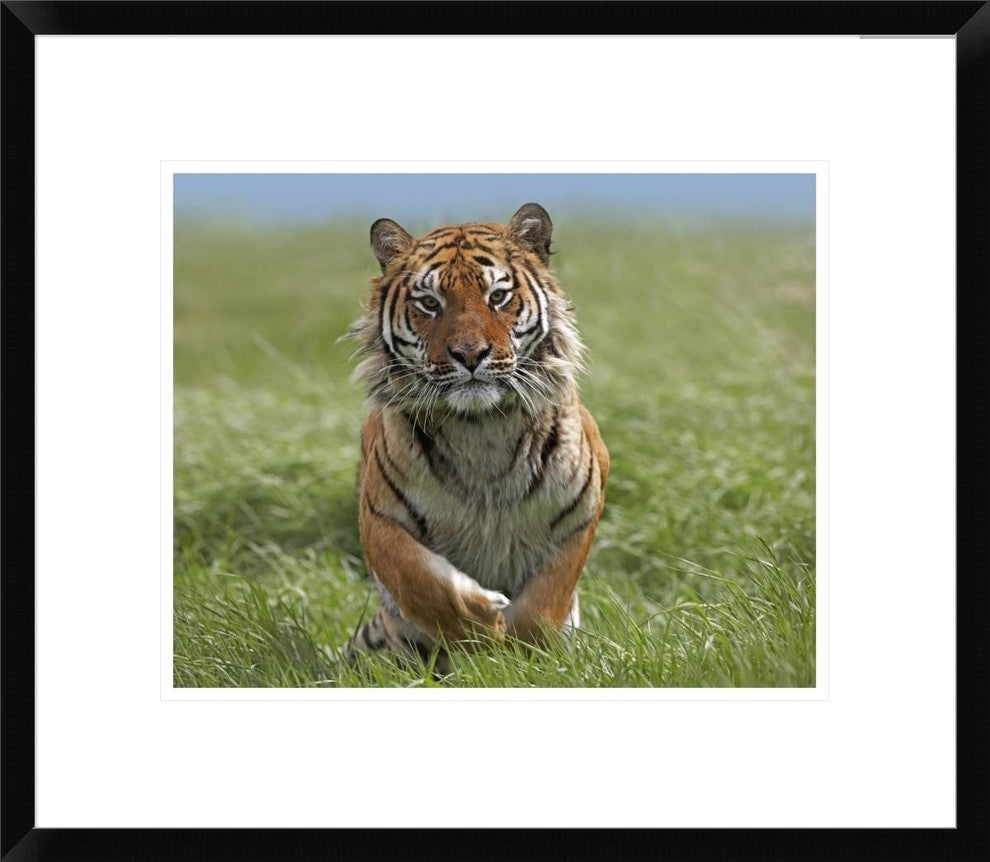 "Siberian Tiger running, native to Russia"  by Tim Fitzharris, 22x19"