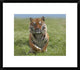 "Siberian Tiger running, native to Russia"  by Tim Fitzharris, 22x19"