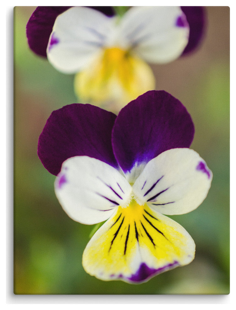 Pretty Little Violets Floral Nature Photography Canvas Wall Art Print, 18" X 24"