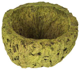 all Natural Mayan Coconut, Dried , Basil, 3-4" W