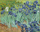 Vincent Van Gogh Irises, Gallery Wrapped Canvas Print, 20"x25"