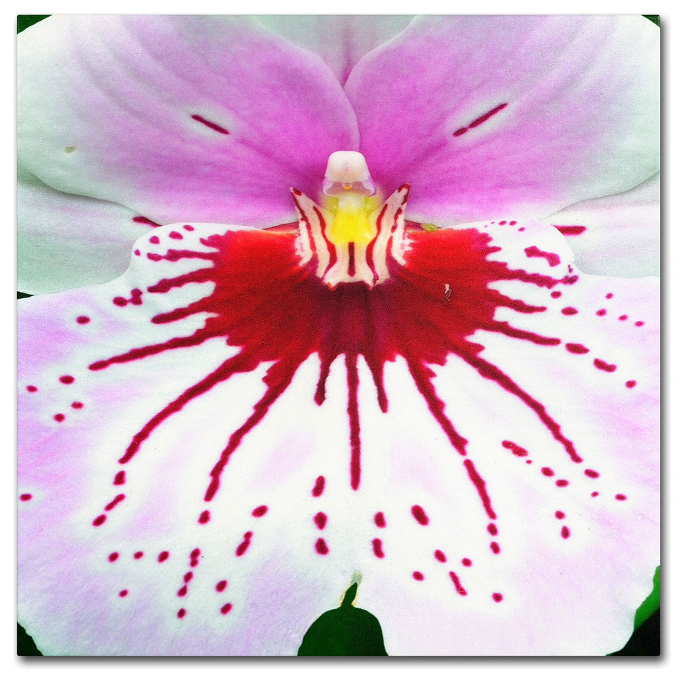 'Mother Natures Imagination Orchid' Canvas Art by Kurt Shaffer