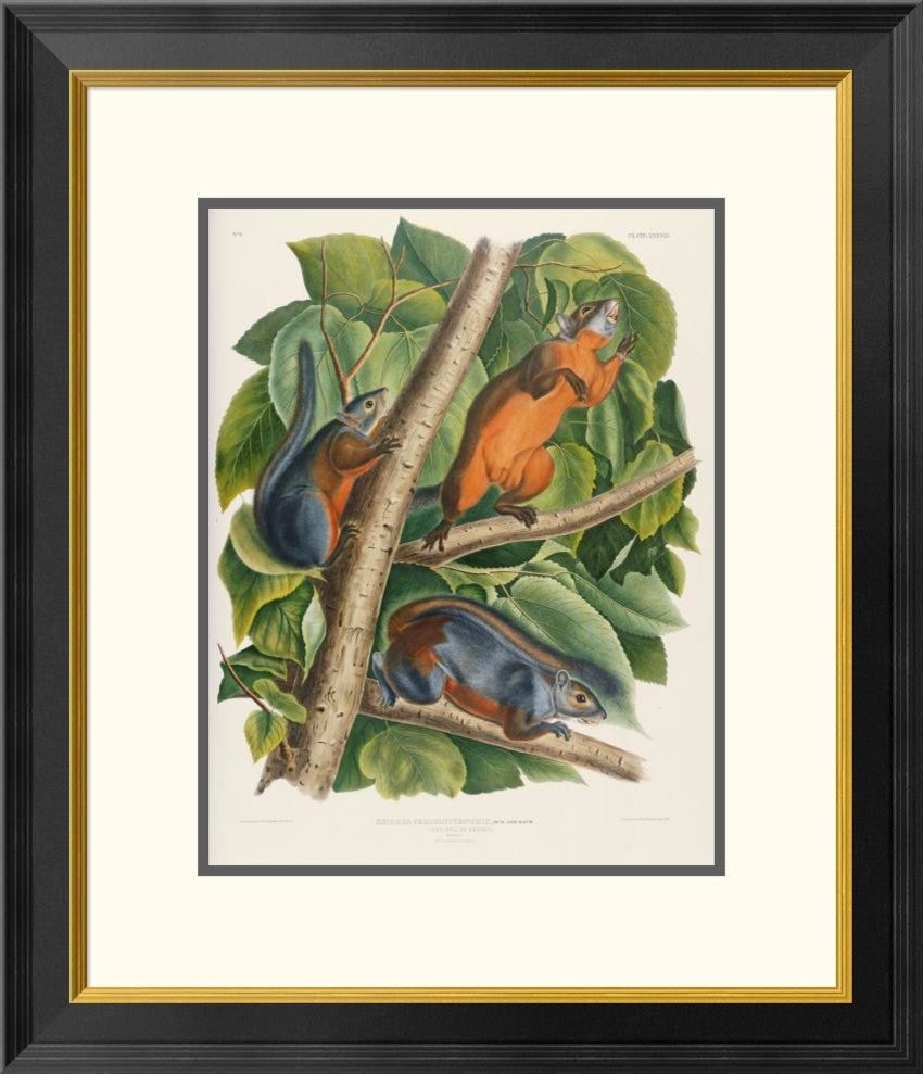 "Red-Bellied Squirrel" Framed Digital Print by John James Audubon, 23x26"