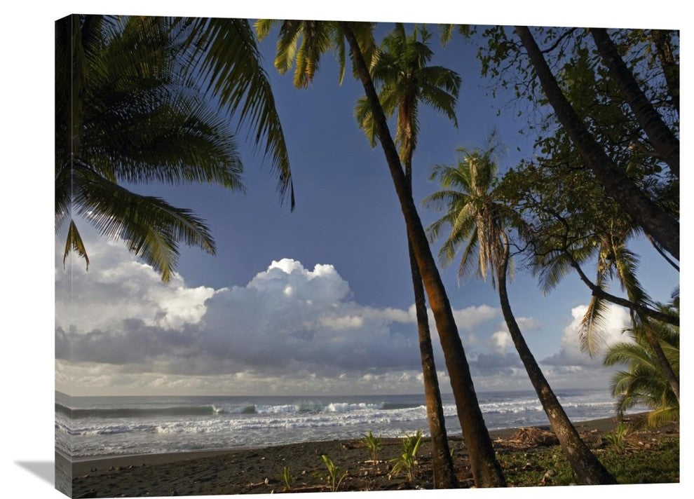 "Palm Trees On The Beach Near Marino Ballena National Park, Costa Rica" Artwork