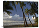 "Palm Trees On The Beach Near Marino Ballena National Park, Costa Rica" Artwork