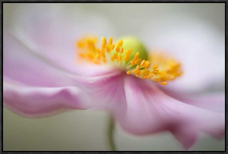 "Untitled" Framed Canvas Giclee by Mandy Disher, 31x21"
