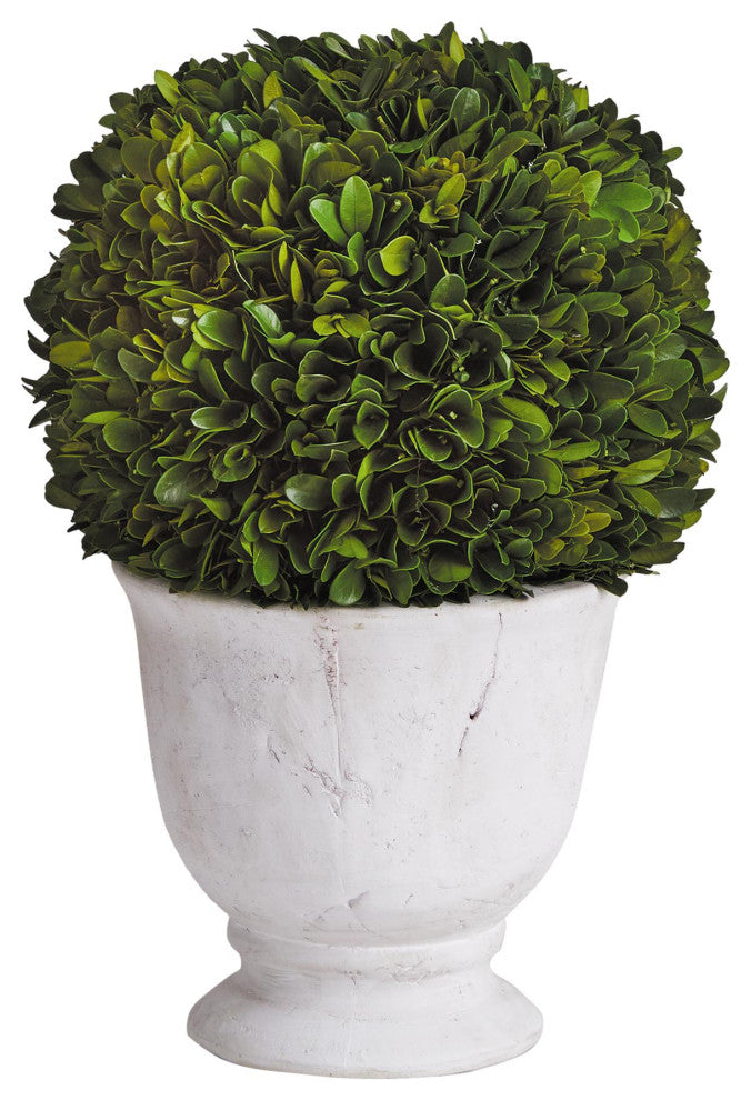 Elegant 12in Ball Sphere Topiary in Pot Preserved Boxwood Greenery English