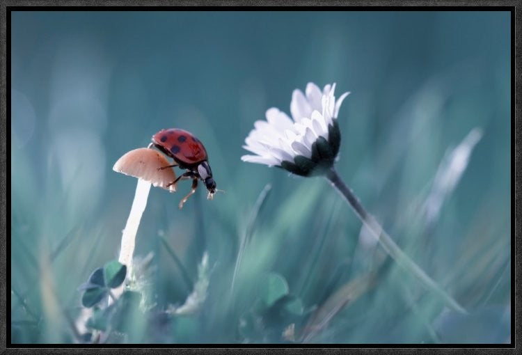 The Story Of The Lady Bug, 18"x12"
