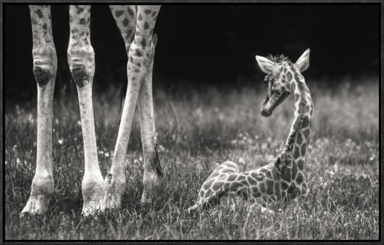 "Well Protected" Framed Canvas Giclee by Andreas Feldtkeller, 31x20"