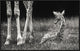 "Well Protected" Framed Canvas Giclee by Andreas Feldtkeller, 31x20"