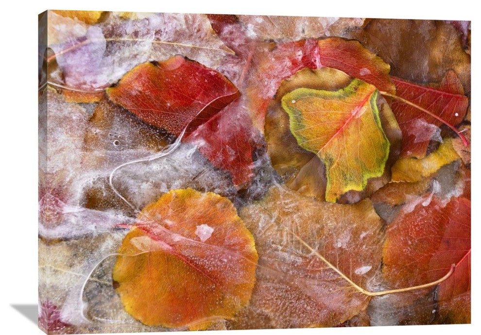 "Cottonwood Frozen Leaves, North America" Artwork, 40" x 30"