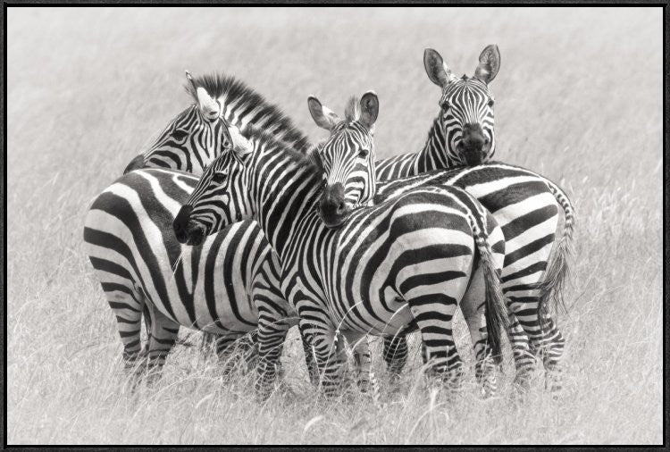"Zebras" Framed Canvas Giclee by Kirill Trubitsyn, 37x25"