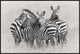 "Zebras" Framed Canvas Giclee by Kirill Trubitsyn, 37x25"