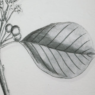 9-Piece Botanical Black and White Floral Print Set, Wall Art, Leaves