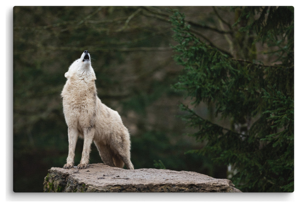 Howling White Wolf In The Forest Wildlife Photograph Canvas Wall Art Print, 24" X 36"