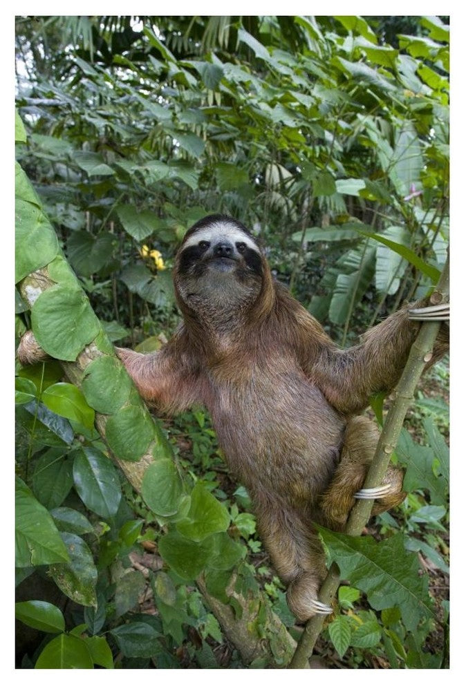 "Brown-throated 3-toed Sloth male, Aviarios Sloth Sanctuary" Paper Art, 34"x50"