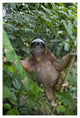 "Brown-throated 3-toed Sloth male, Aviarios Sloth Sanctuary" Paper Art, 34"x50"