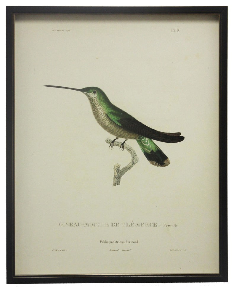 Dark Green Hummingbird Plate 8, Copper And Black Shadowbox