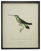 Dark Green Hummingbird Plate 8, Copper And Black Shadowbox