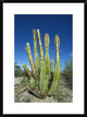 Old Man Cactus In Sonoran Desert Landscape, Baja California, Mexico, 22"x30"